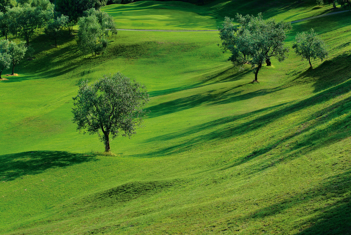 Amurca, a natural weed killer derived from olives - olio_turri