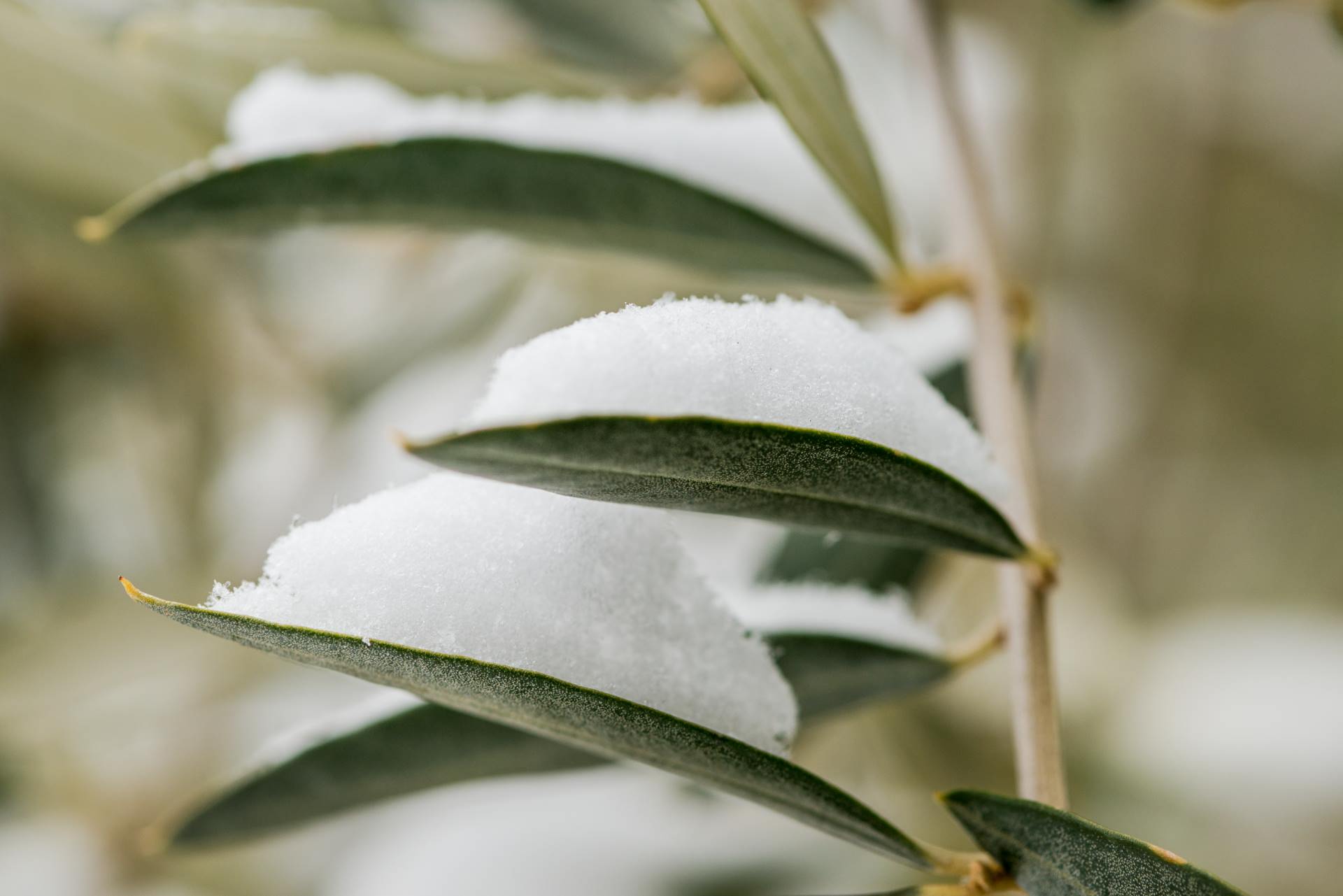 olio extravergine d'oliva natale