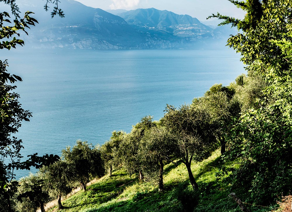 In Bicicletta Tra Gli Olivi Del Lago Di Garda