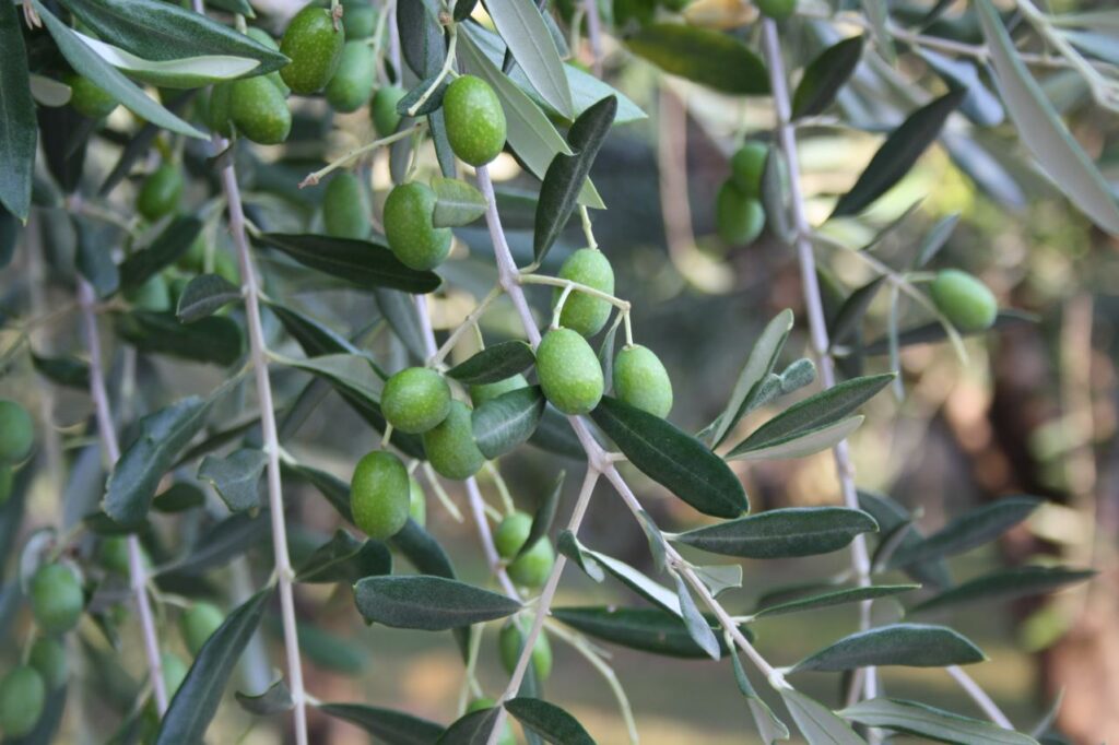 Olives-on-brand