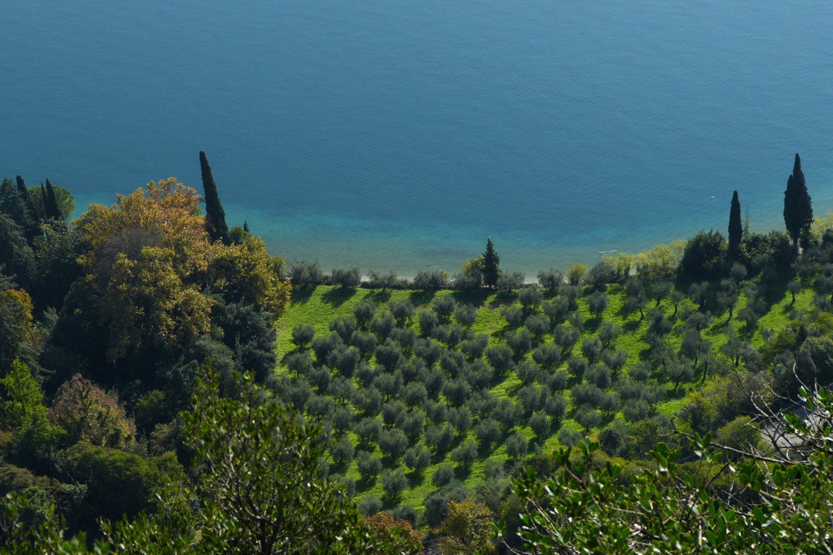 The history of oil on Lake Garda | olio_turri