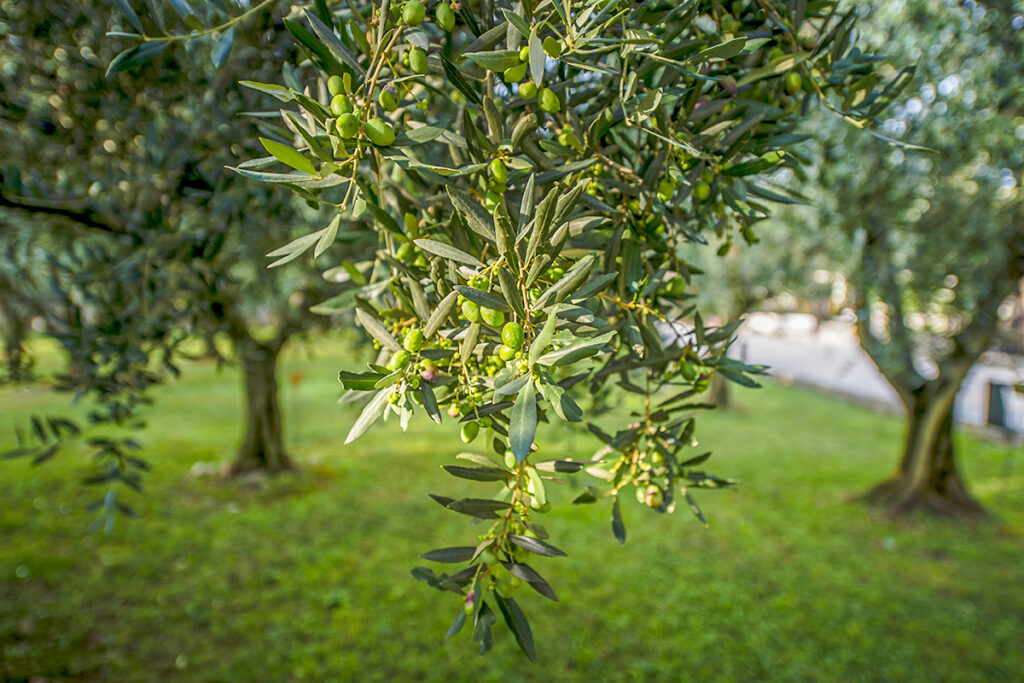 foglie su olivi